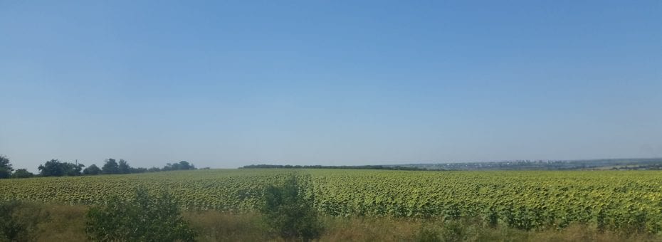 I didn't get a picture of all the melon stands but here's one of the many fields of sunflowers I passed.
