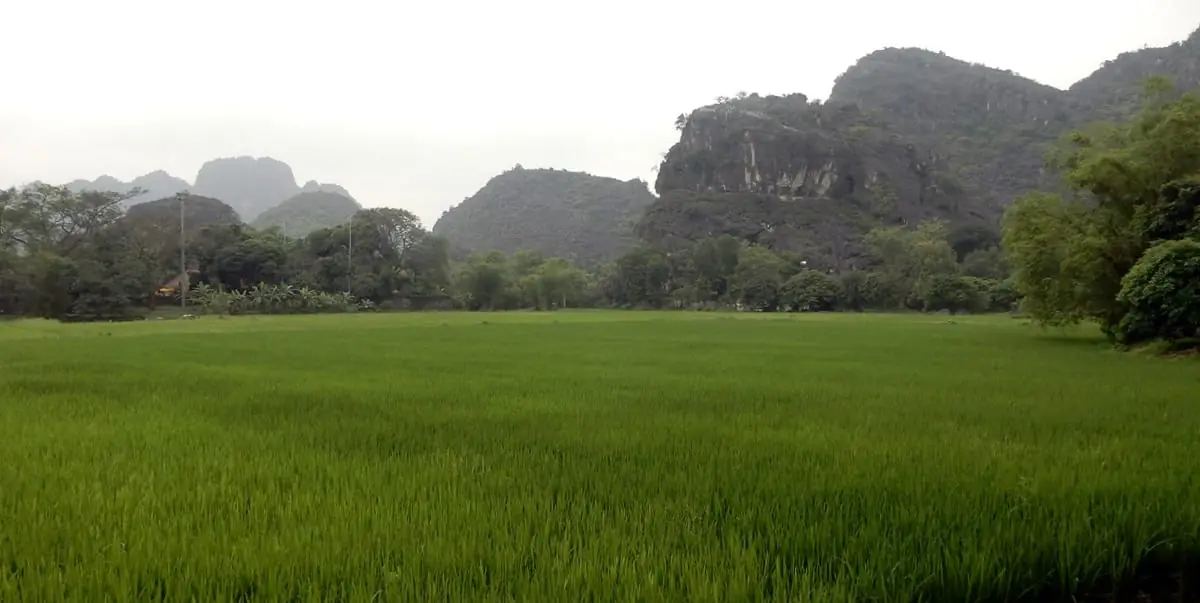 Hanoi, Vietnam: rice fields in Ninh Binh province