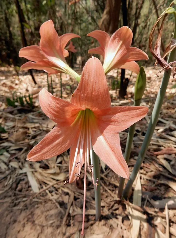 Chiang Mai, Thailand: wild lilies in bloom along the Nature Trail