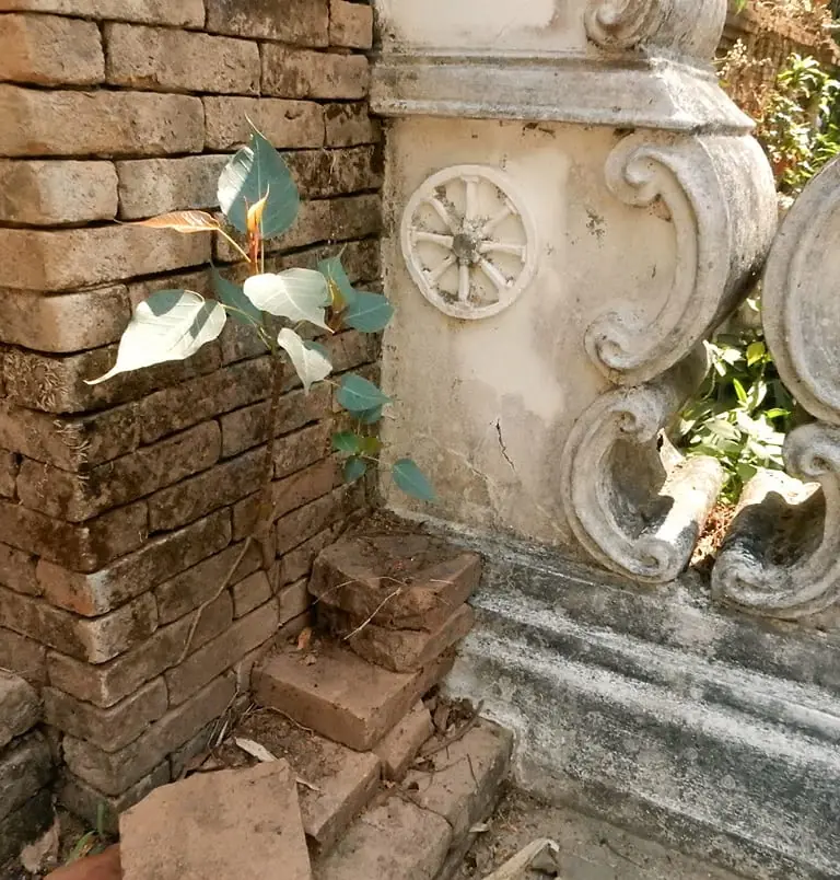 Chiang Mai, Thailand: A little piece of nature reclaiming the walls of Wat Pha Lat