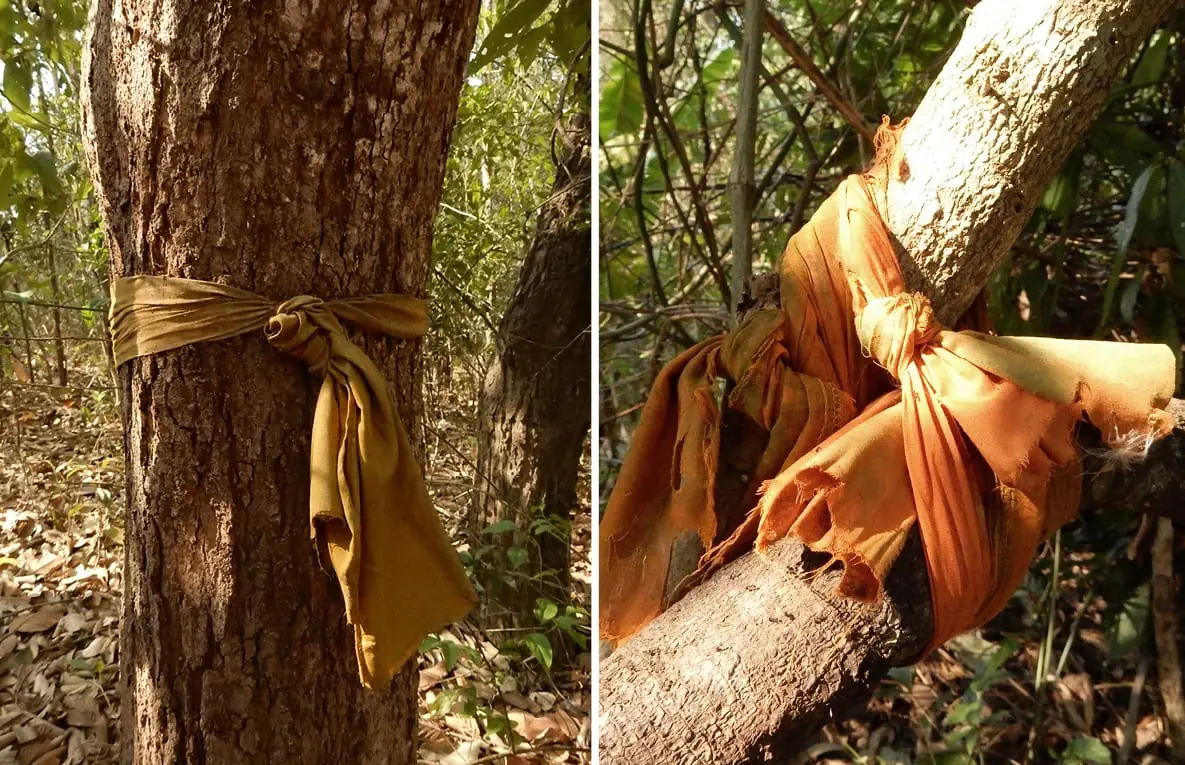 Chiang Mai, Thailand: Orange cloth tied to trees marking the path of Monk's Trail up to Wat Pha Lat