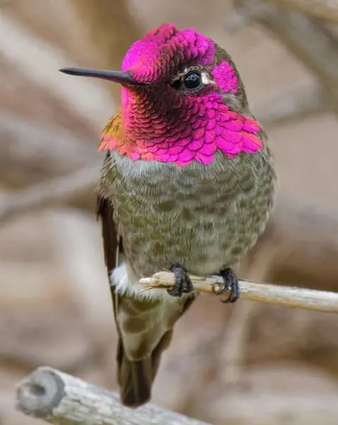 Anna's hummingbird. Photo by Pierre Deviche