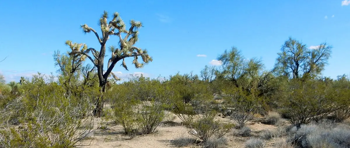 Behold, the desert! That spiky bush is a Joshua tree.