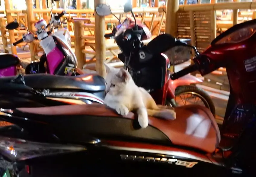 Cat on a scooter in Phuket! 