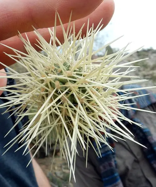 Jumping cholla cactus. Do not touch the nature. 