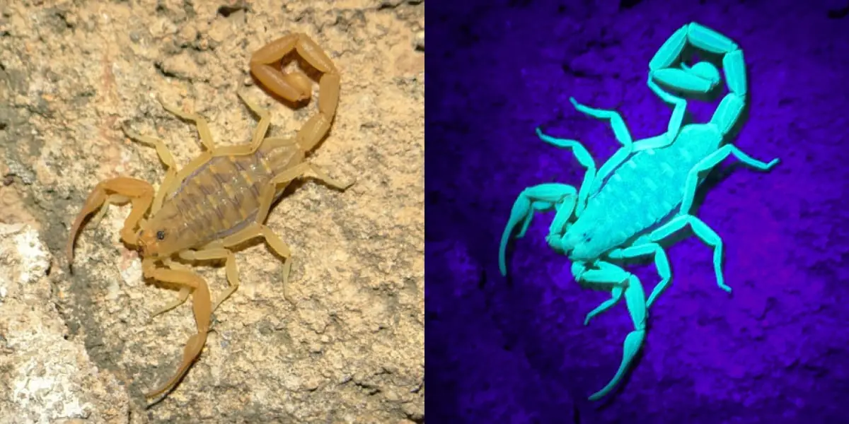 Fun fact: scorpions glow under a black light! This is a really easy way to find some in the desert at night. Photos by Pierre Deviche.