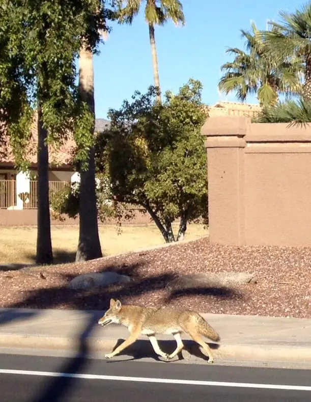 Little coyote going for a stroll through the suburbs in Phoenix.