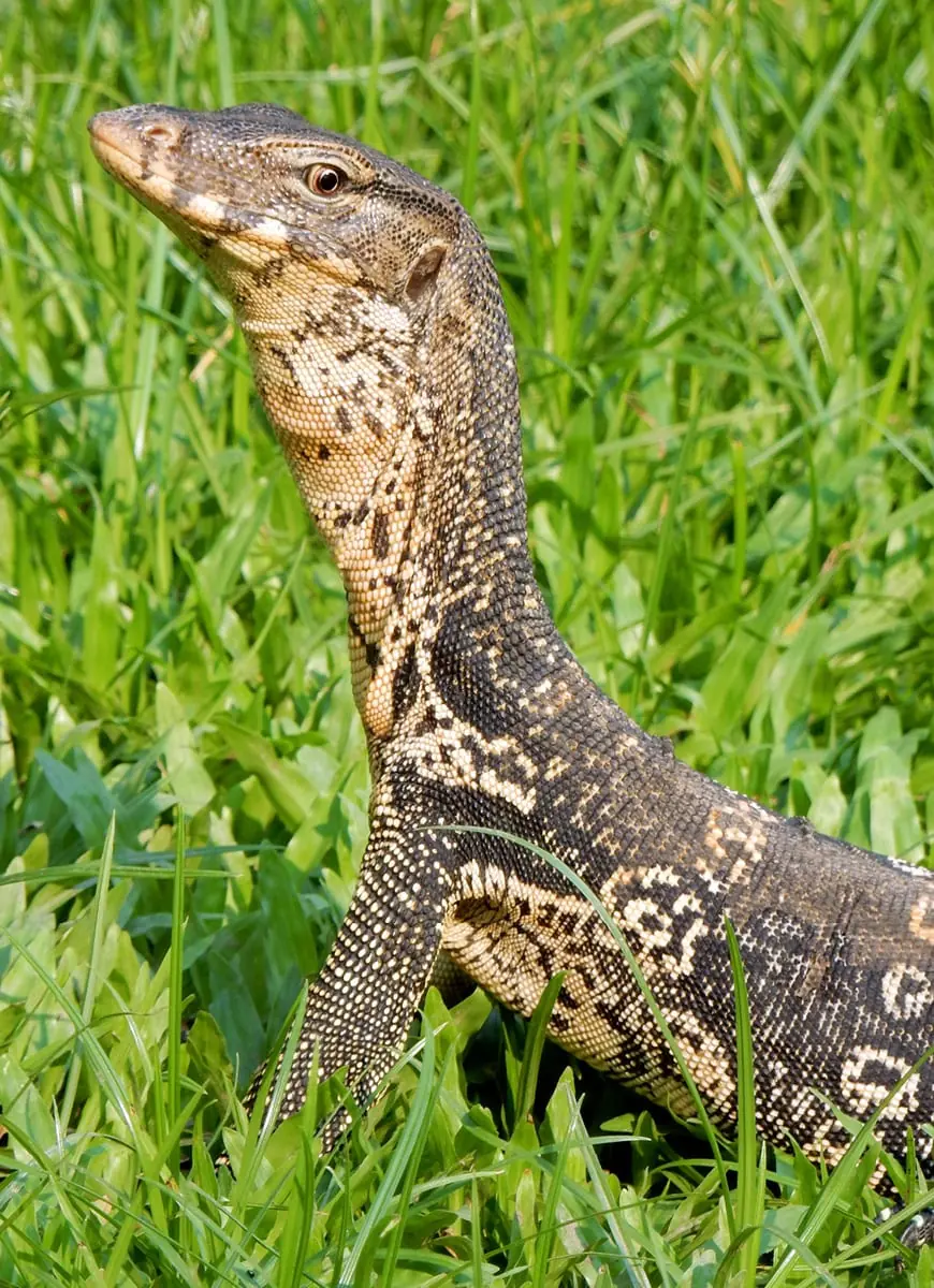 Bangkok, Thailand: Lumpini park monitor lizard